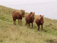 Wild Ponies on Coast Path near Perrenporth